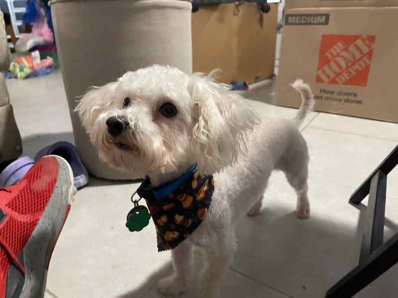 Poodle and Shih-Tzu need new home