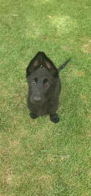 Pure Bred German Shepherd Pups