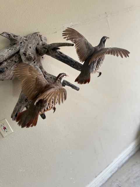 Flying Chukars Mounted on Driftwood