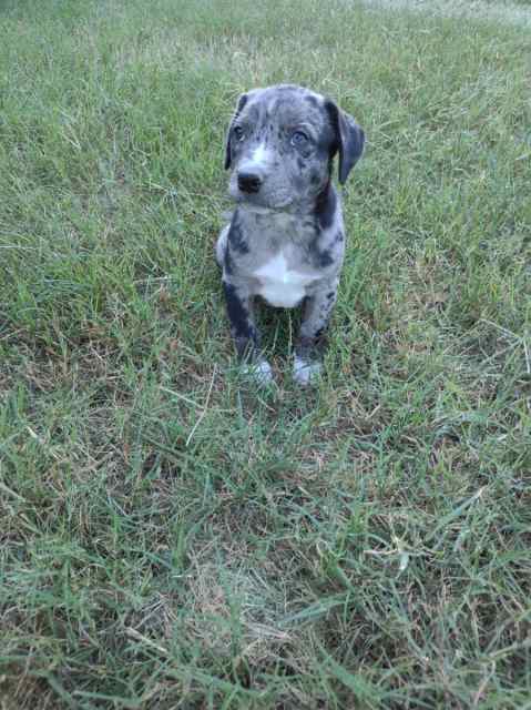 8wk leopard catahoula 