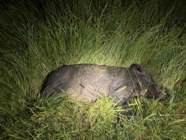 Thermal Hog Hunts 1 hour N of Denton
