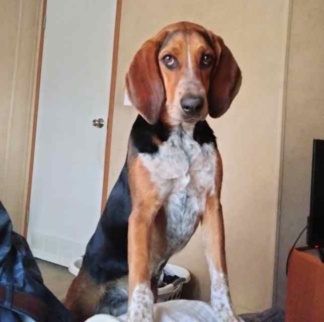 Re-home young hound dog female 