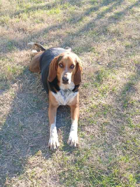 Walker hound young female