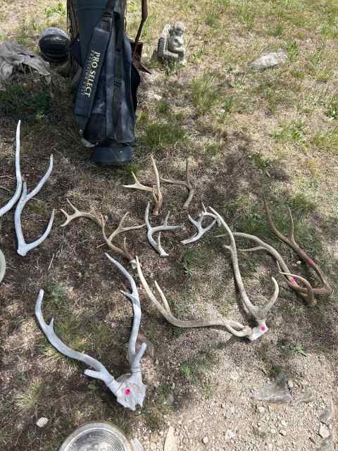 For sale axis, and Whitetail antlers