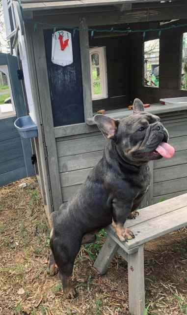French bulldog service 