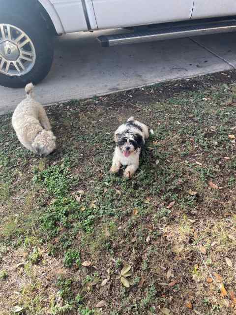 Male and Female 1st litter