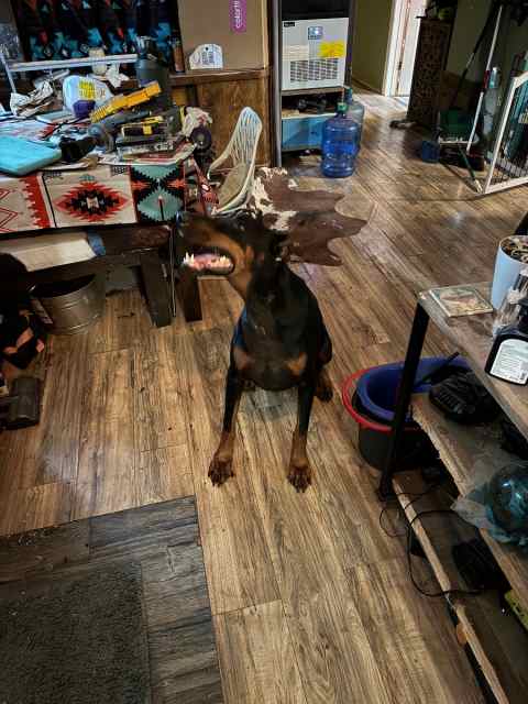 European Dobermans