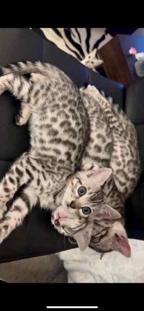 Bengal Kittens 