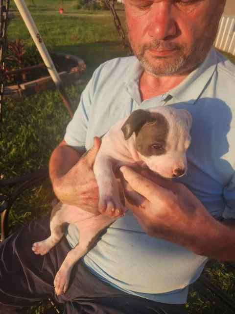 American bully puppies 