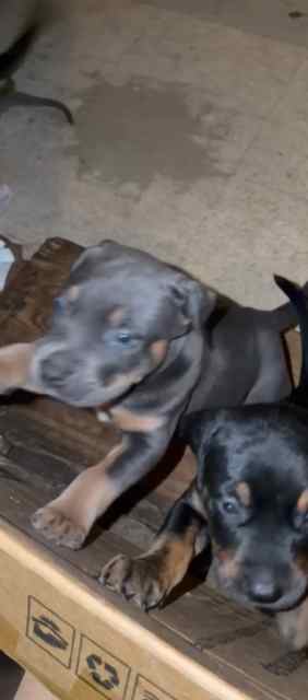 Silver Doberman pup 