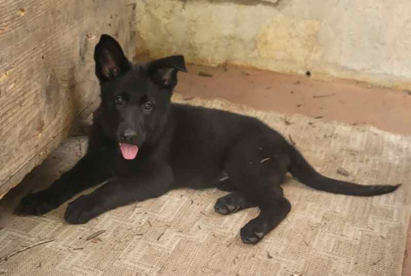 Pure Bred German Shepherd Pup