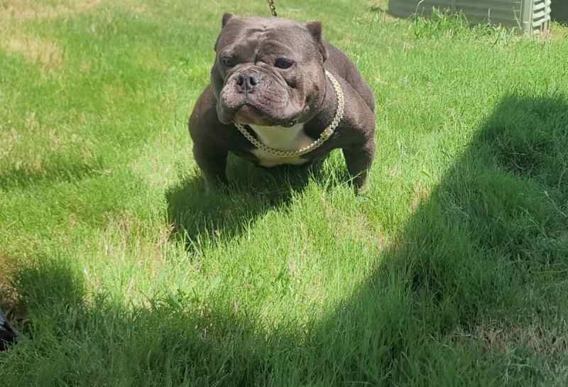 Exotic bully pup